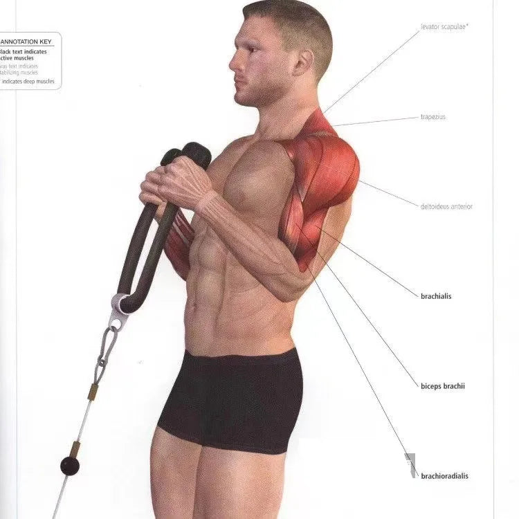 Triceps Rope Pull Down Attachment