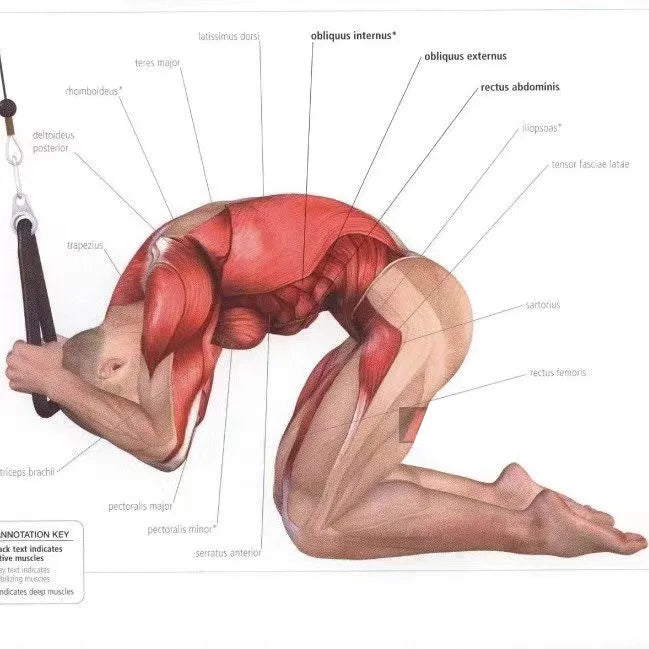 Triceps Rope Pull Down Attachment